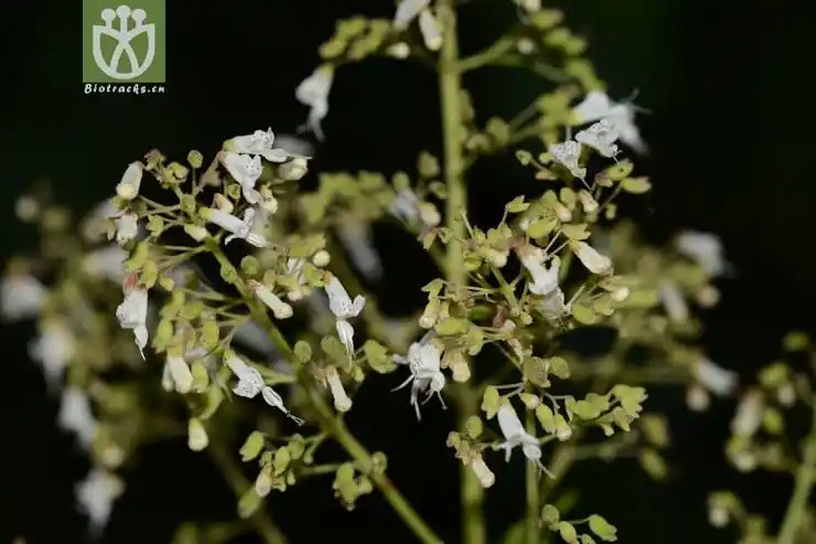 线纹香茶菜 (18).jpg 相邻时间拍摄的照片      张