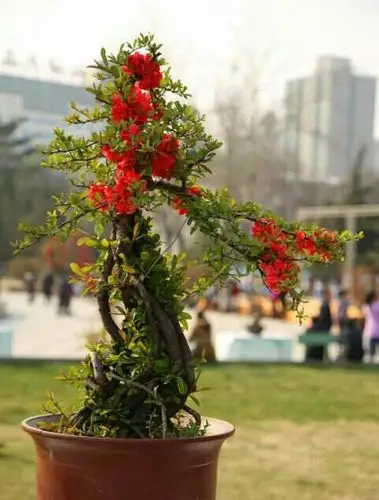 盆景欣赏(80)海棠盆景