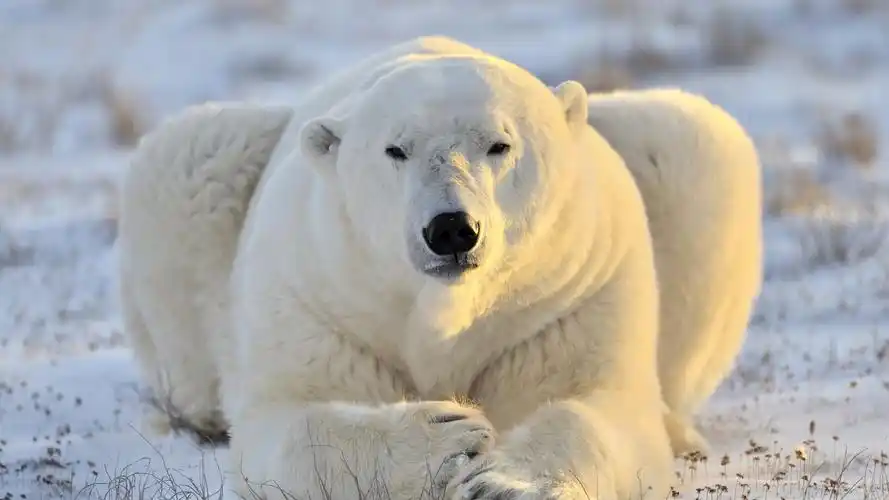 壁纸 北极熊,正面图,休息,雪