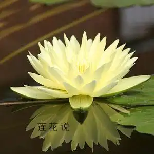 九品香水莲花