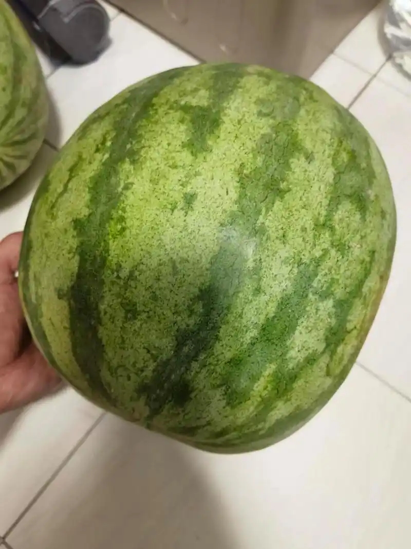 图二这个瓜重20斤.