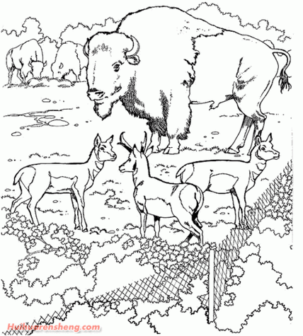 非洲草原的简笔画