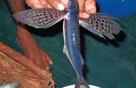 会飞的鱼,长了两只能飞的翅膀,然而还是逃不过中国食客