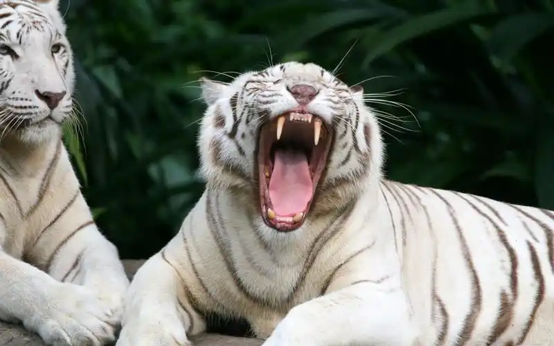 桌面壁纸 动物壁纸 > 正文  本文 霸气威猛白虎壁纸_无法匹敌的森林之