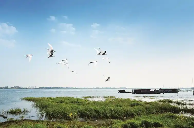 常州金坛长荡湖:昔日粉尘飞 如今天鹅舞