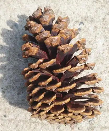 松树果子静静地躺在地上,享受秋日的时光.