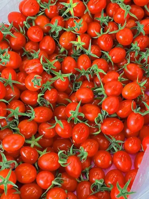 新鲜爆汁小番茄