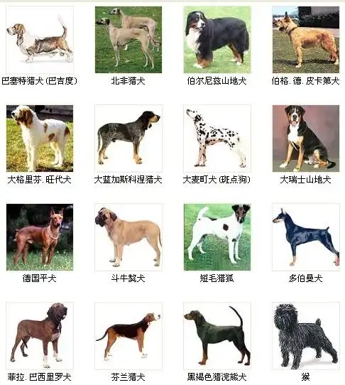 世界名犬犬种大全