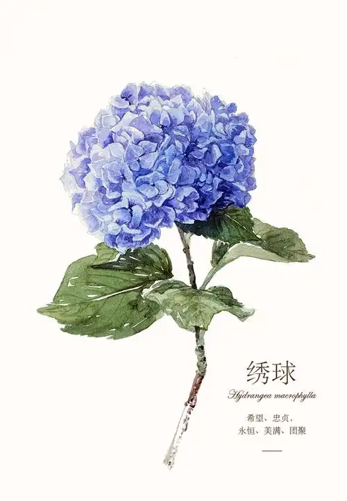 水彩手绘鲜花教程绣球