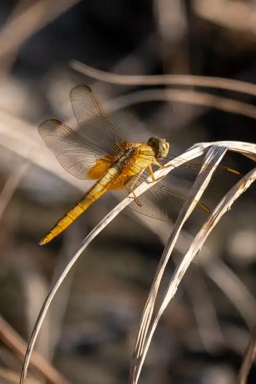 金色的蜻蜓