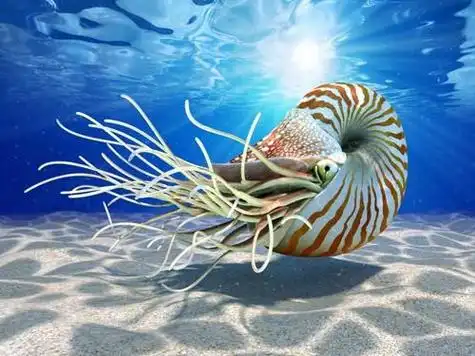 海底两万里最奇特的海底生物 海底两万里有什么神秘生物