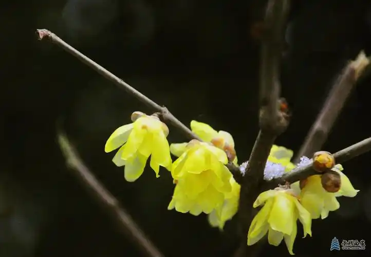 大雪压梅花梅花更娇美