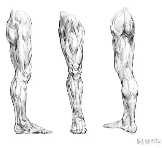 临摹腿—腿部人体肌肉结构入门训练