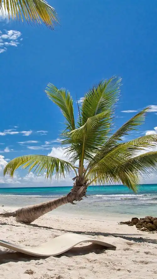 海滩,棕榈树,阳光,大海,蓝天,热带 5k