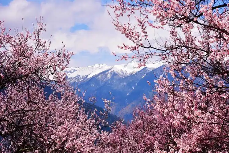 3月份越野自驾川藏线走进林芝看十里桃花