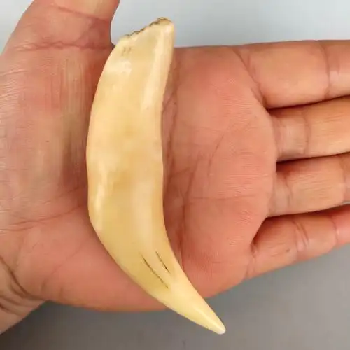 写美篇【宛古玉馨】古玩拍卖会所 【宝贝名称及介绍〕:正宗避邪虎牙