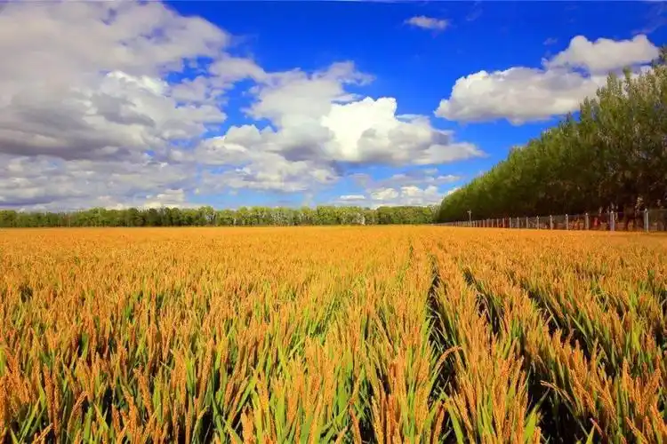 组图北大荒即将全面进入丰收季