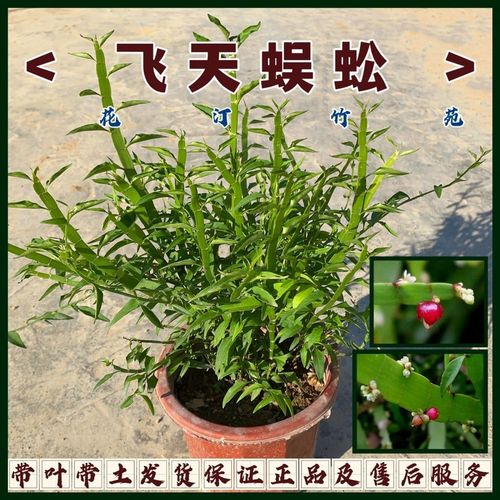 飞天蜈蚣草药苗竹节蓼百足草盆栽药用植物四季常青绿植阳台庭院
