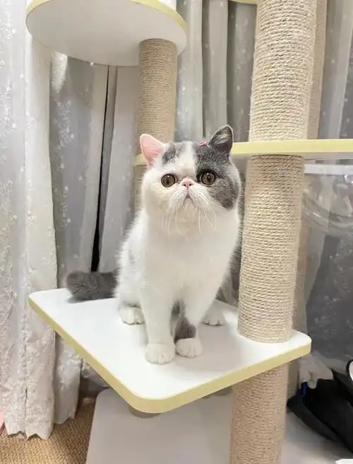 戴着粉色小发夹的蓝白加菲弟弟