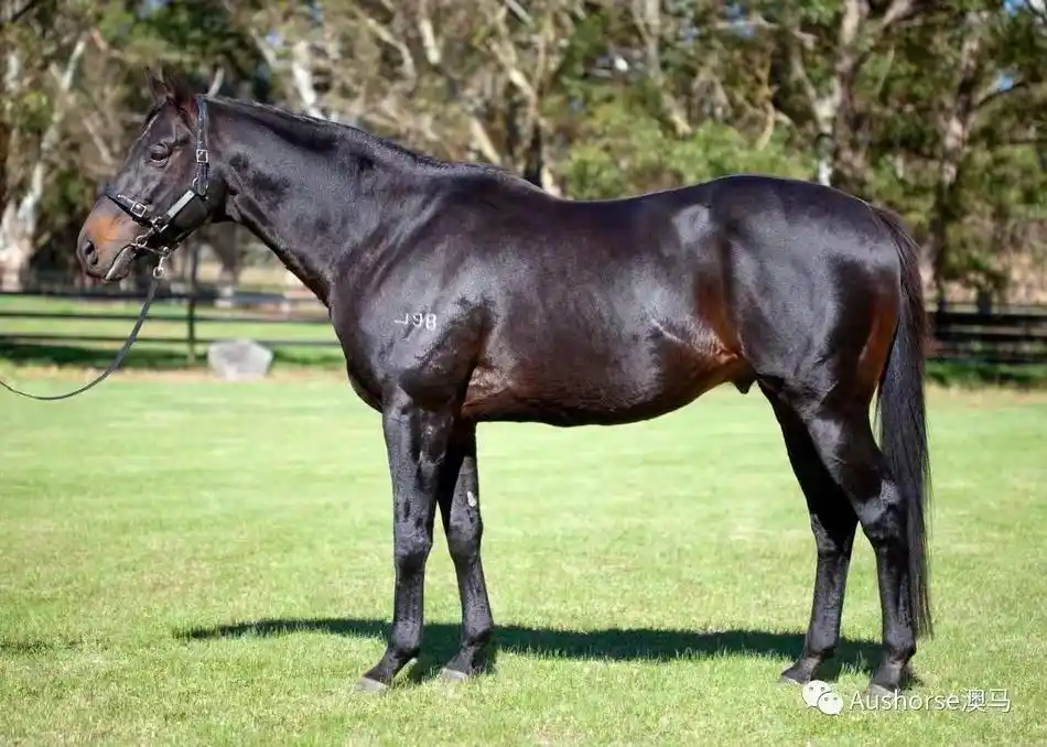 列表查看 大图 全屏观看 6 / 9 西澳的育马业合共有六十六匹种公马,近