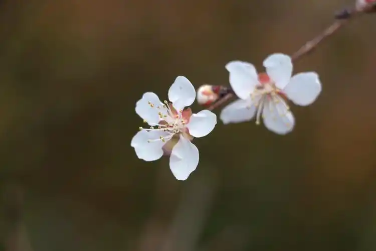 山桃花开白又红,汶水河畔春意浓.