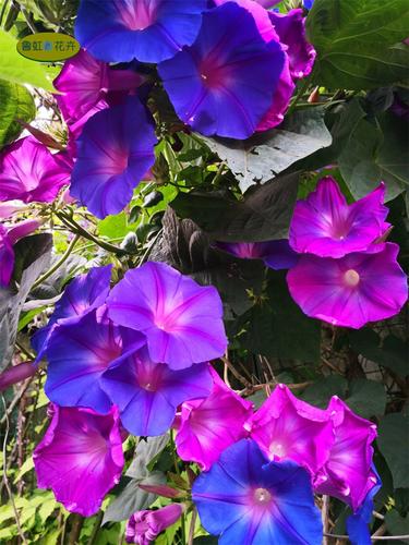 多年生宿根牵牛花苗 o 1棵苗开上千朵蓝色和紫色花 【鲁虹花卉】