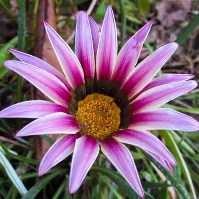 适合女人的花朵头像,高清好看女人微信头像花朵图片_植物头像_头像屋