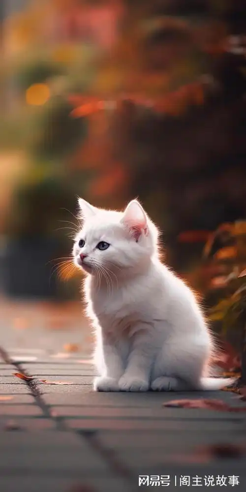 手机壁纸治愈系萌猫壁纸让你的手机瞬间变软萌