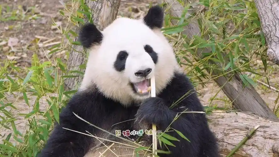 肥美娇淼淼,最漂亮的六水公主#大熊猫淼淼 #来这吸熊猫 #不止我一个想