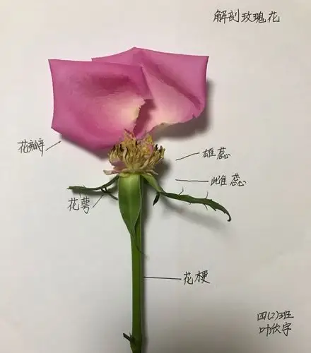 (解剖并记录一朵花)