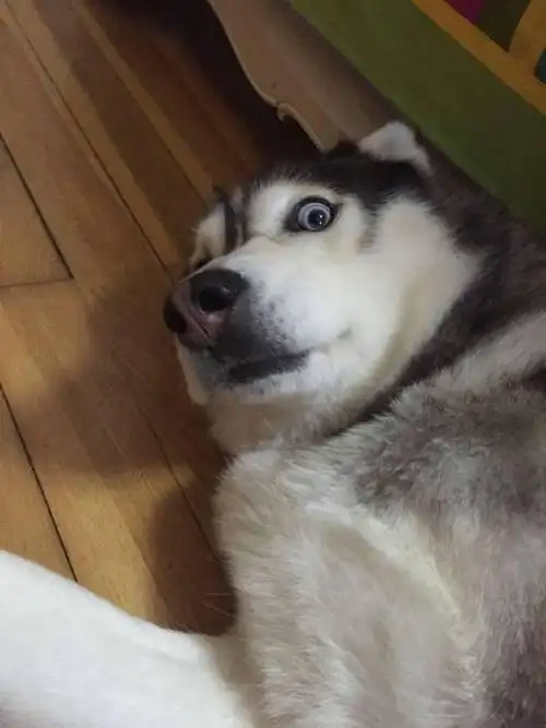 二哈感冒了, 主人带它去打针, 回来时这狗一直瞪着主人, 骂了一路