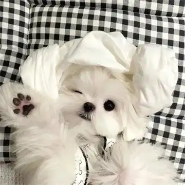 高清可爱的萌宠情头一左一右 2023最新微信小动物情侣头像图片_情侣