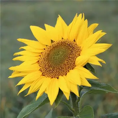 漂亮的向日葵微信头像图片,向日葵特写图片