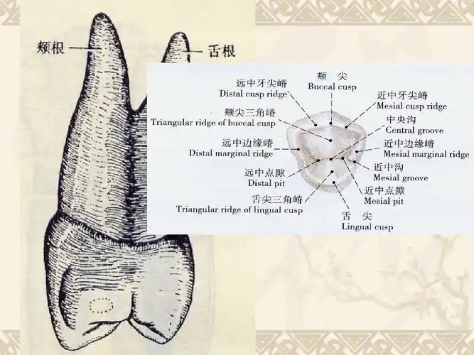 6 下颌前磨牙解剖形态