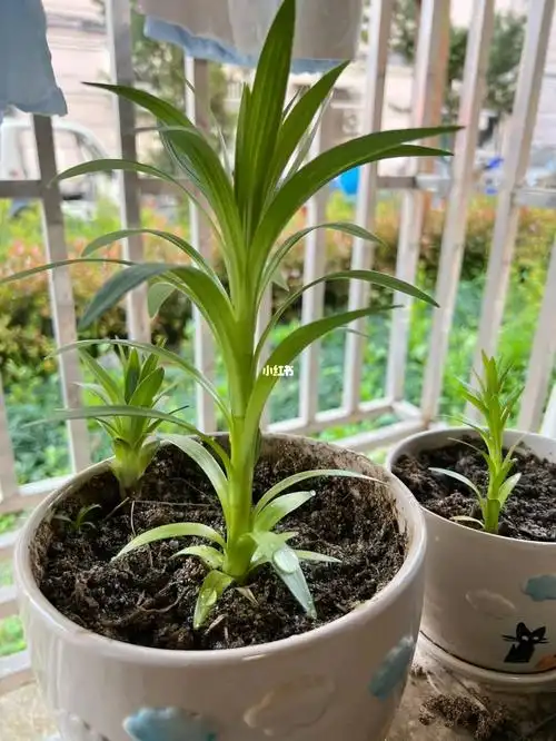 百合花的成长日记