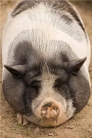 猪的图片_图片大全