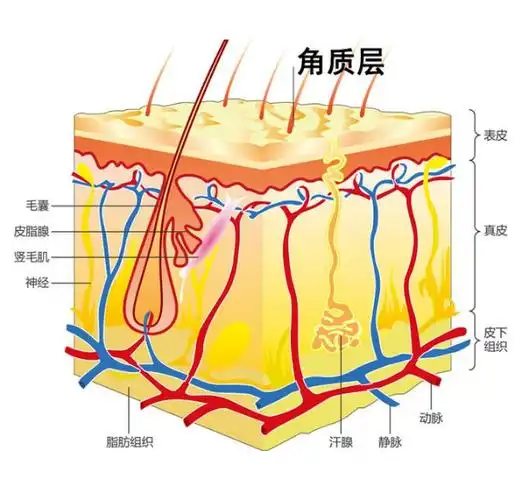 说到面部皮肤的厚度,有两个概念不