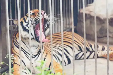 笼子里的老虎图片
