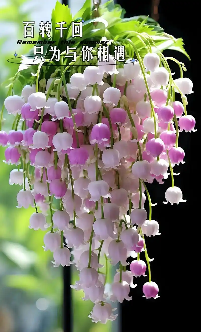 铃兰花的花语是"百转千回,只为与你相遇"铃兰花真是一种迷人的花卉