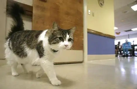 grim rea-purr: the cat that can predict death