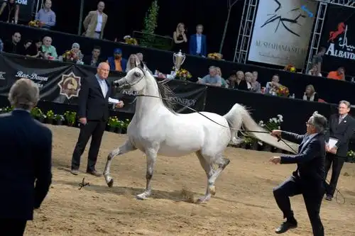 纯血马 热血马 冷血马 温血马