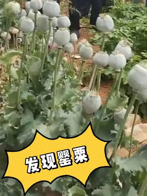 科普贴|种植罂粟一棵也违法 罂粟,俗称大烟
