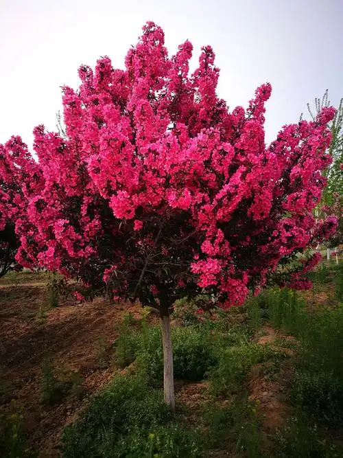 古滦河生态公园内盛开的北美海棠花