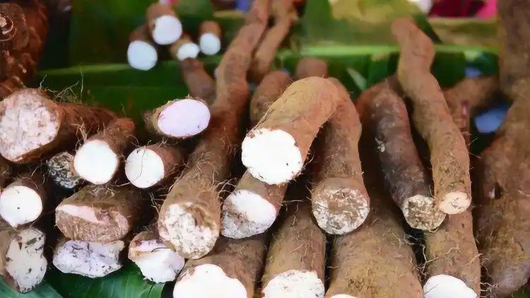 她用"野山药"炖一汤锅,结果嘴口麻痹,毒翻全家!以后见到赶紧扔掉