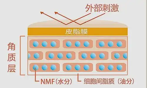 护肤产品带你揭秘,角质层背后的故事