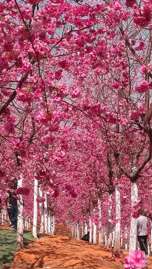 穿梭花海,樱花浪漫如潮