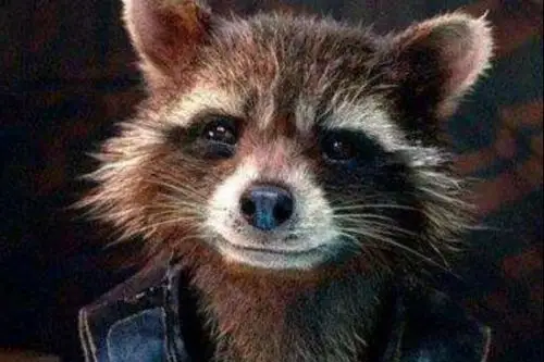 狐狸人和银河护卫队的浣熊是不是有点神似?