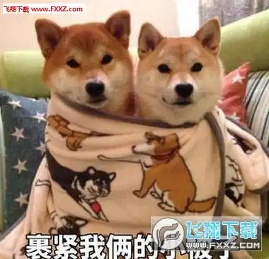 柴犬裹被子表情包