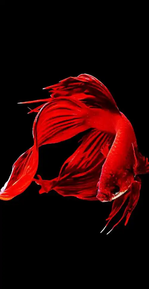 1080_2092竖版 竖屏