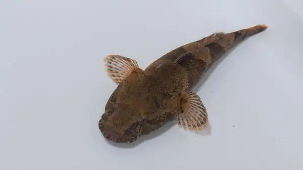 有谁知道这是什么鱼吗?